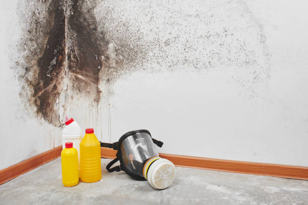 Professional Mold Remediation in Miles City, MT