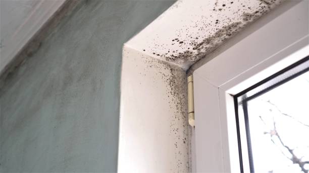 Best Emergency Mold Remediation in Miles City, MT