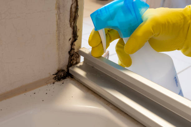 Best Residential Mold Remediation in Miles City, MT